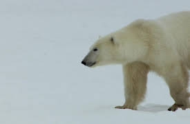 Atlantic: A Year in the Wild: Winter