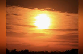 Africa's Wild Wonders: Namaqualand Flowers