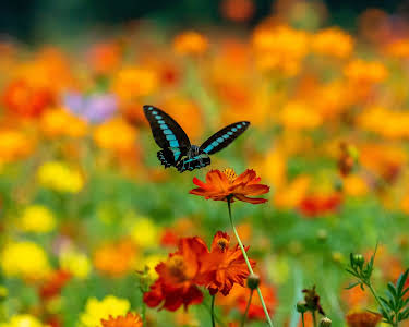 04:45: Die Farben der Tierwelt (1/2) | 3SAT | 4/30 2026