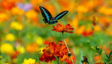 Die Farben der Tierwelt (1/2)