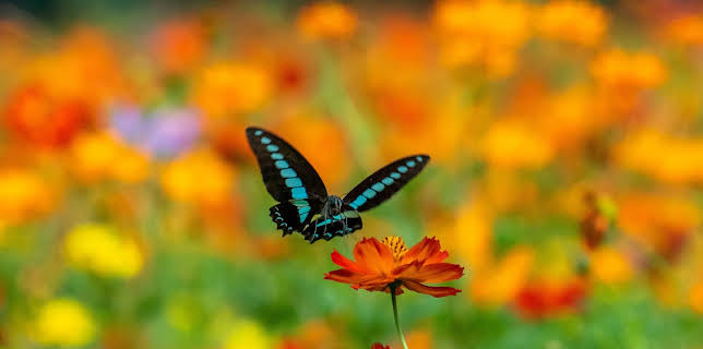 10:15: Die Farben der Tierwelt (1/2) | 3SAT | 12/10 2025