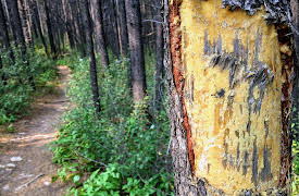 Nature Watching: How to Find and Observe Wildlife: Wildlife Mating Behavior