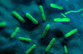 The Black Death: The World's Most Devastating Plague: Did Plague Really Cause the Black Death?