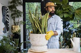 Magnolia Workshops: Caring For Common Houseplants: Snake Plant