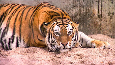 14:25: Elefant, Tiger & Co. (287) | MDR Fernsehen | 4/7 2026