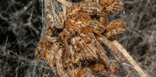 09:35: Ville familiar: Edderkopp | NRK Super | 1/23 2026