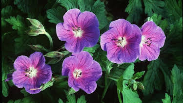 19:10: Vom Ahorn bis zur Zwiebel | ARD Alpha | 5/4 2026