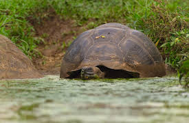 The Secret Lives of Animals: Growing Old