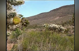 Wild America: Some Feet have Noses