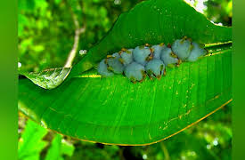 Wild Life: Tracks in the Jungle