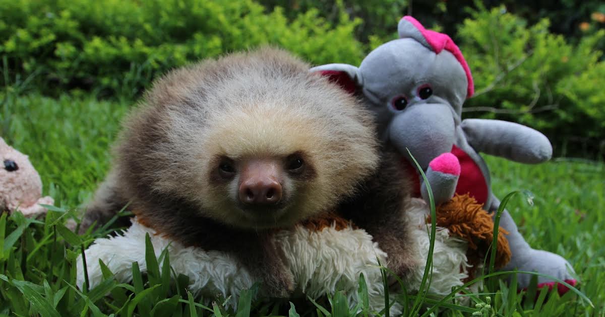 26/4 01:53 | Meet The Sloths på Animal Planet