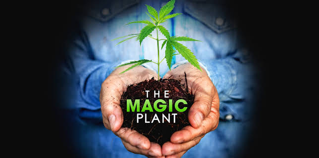 The Magic Plant (2022)