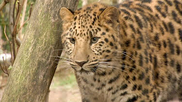 16:10: Elefant, Tiger & Co. (506) | Das Erste | 4/28 2026