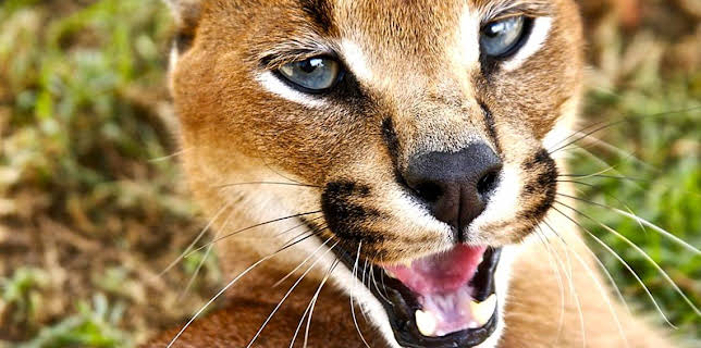 10:10 AM: Deadly 60 (S1) | CBBC | 11/21 2025