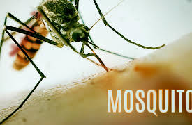 Mosquito Season 1: Mosquito