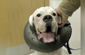 Animal ER: Stopping a Growth