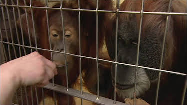 13:50: Giraffe, Erdmännchen & Co. (60) | WDR Fernsehen | 4/10 2026