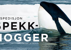 Ekspedisjon spekkhogger