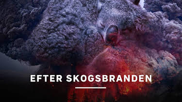 18:35: Efter skogsbranden | Kunskapskanalen | 8/25 2026