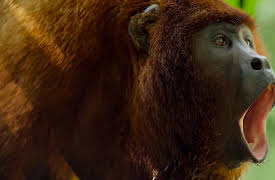 Earthsounds: The Rainforests