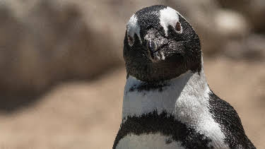 01:53: Meet The Penguins (S1 E2) (S1) | Animal Planet | 10/11 2026