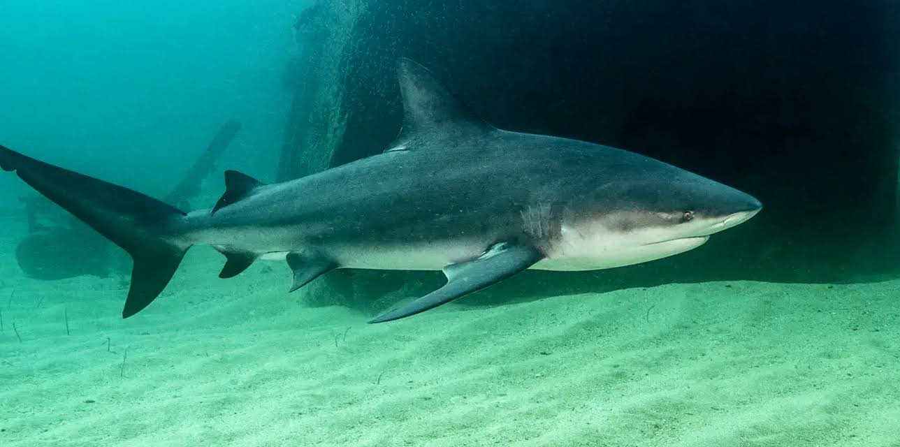 Sharks of Ghost Island (2020)