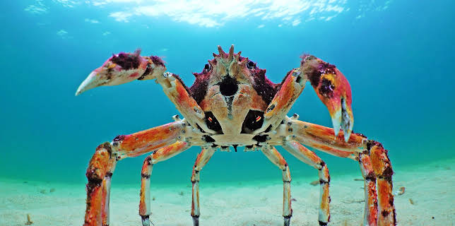 09:15: Spione im Tierreich | ZDFneo | 11/2 2025