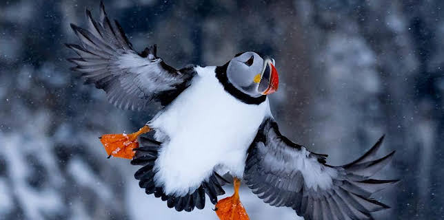 4:15 PM: Wild Scandinavia (S1) | BBC Two | 11/17 2025