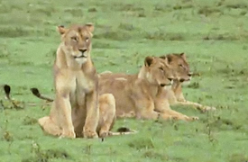 The Trials of Life: Friends and Rivals