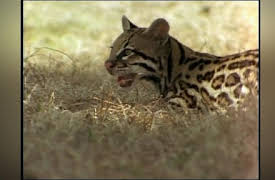 Wild America: The Eyes have It