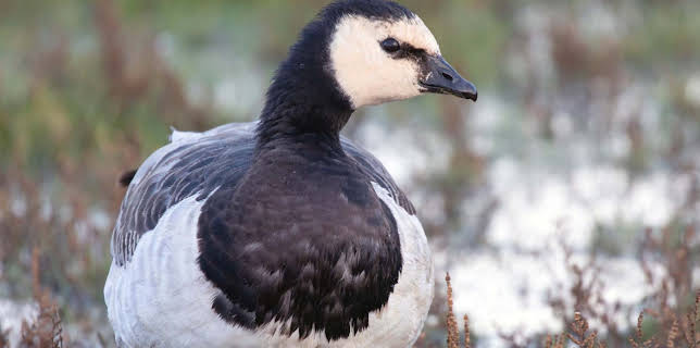 07:25: GEO Reportage | Arte | 1/31 2026