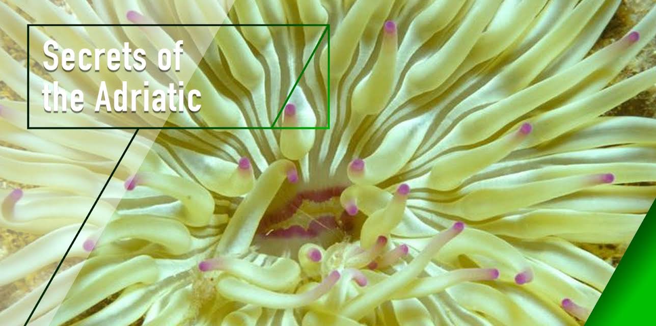 Secrets of the Adriatic (2003)