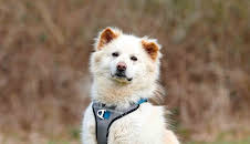 Tiere suchen ein Zuhause