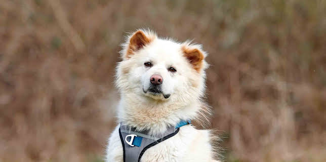 09:15: Tiere suchen ein Zuhause | WDR Fernsehen | 3/21 2026