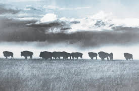 Ken Burns: The National Parks - America's Best Idea: The Last Refuge (1890-1915)