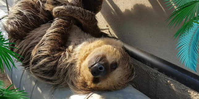 03:00: Elefant, Tiger & Co. | MDR Fernsehen | 1/29 2026