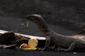 Life on Fire: Ash Runners