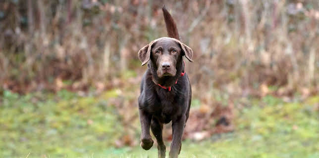 09:20: Tiere suchen ein Zuhause | WDR Fernsehen | 3/14 2026