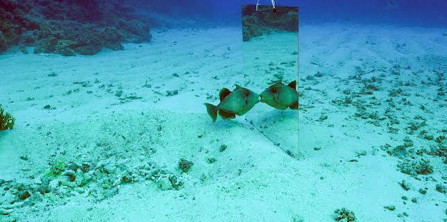 06:40: Haben Tiere ein Ich? | Arte | 1/18 2026