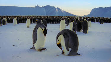 4:00 PM: Frozen Planet (S1 E4) (S1) | Yesterday | 1/1 2026