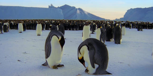 3:00 PM: Frozen Planet (S1 E4) (S1) | Yesterday | 1/1 2026