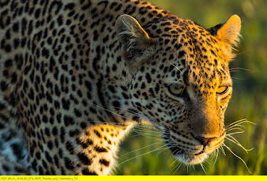 16:45: Die Leopardin (2/2) | 3SAT | 7/7 2026