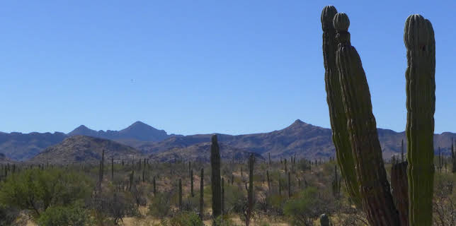 11:00 AM: - | Animal Planet | 11/8 2025