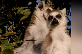 Lemur Street: A Poisonous Secret