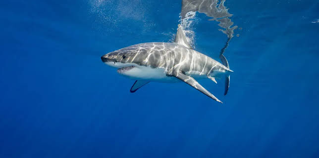 Sharks of the Badlands (2019)