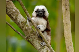 Into the Wild Colombia: Finding A Family