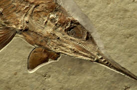 Voyage of the Continents: Europe: Tropical Beginnings