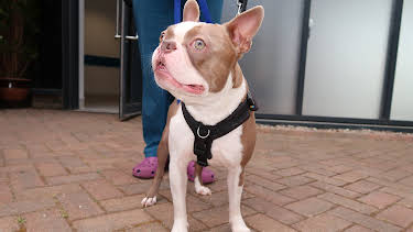 6:00 PM: The Supervet: Noel Fitzpatrick (S8 E8) (S8) | W | 3/8 2026