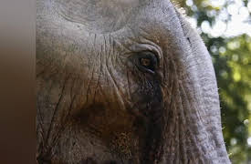 Dodo Heroes: Courage Up Close: Gaining Trust With an Elephant