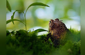 Wild Wild East: Wetlands